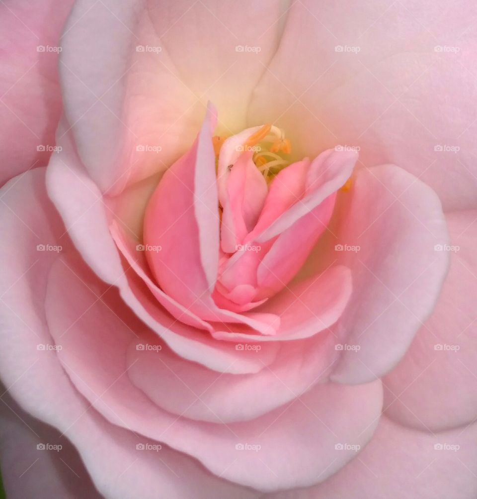 Beauty of rose