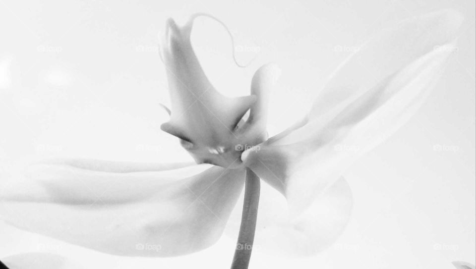 white orchid in black snd white.  from below looks like a fairy.