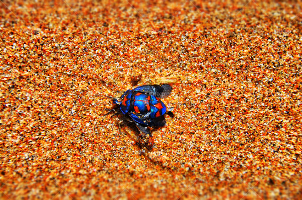 sand bug