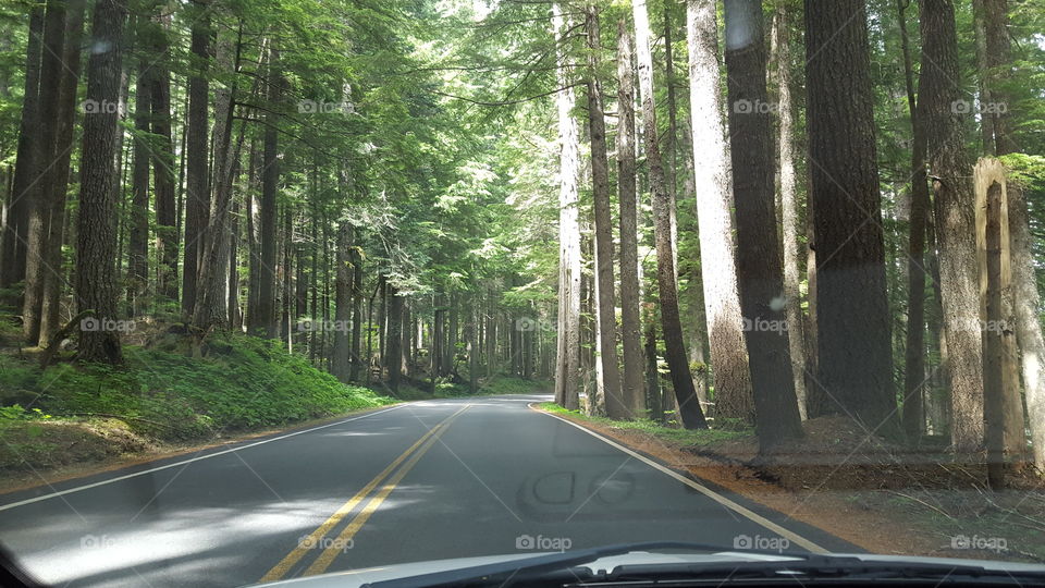 road through the woods