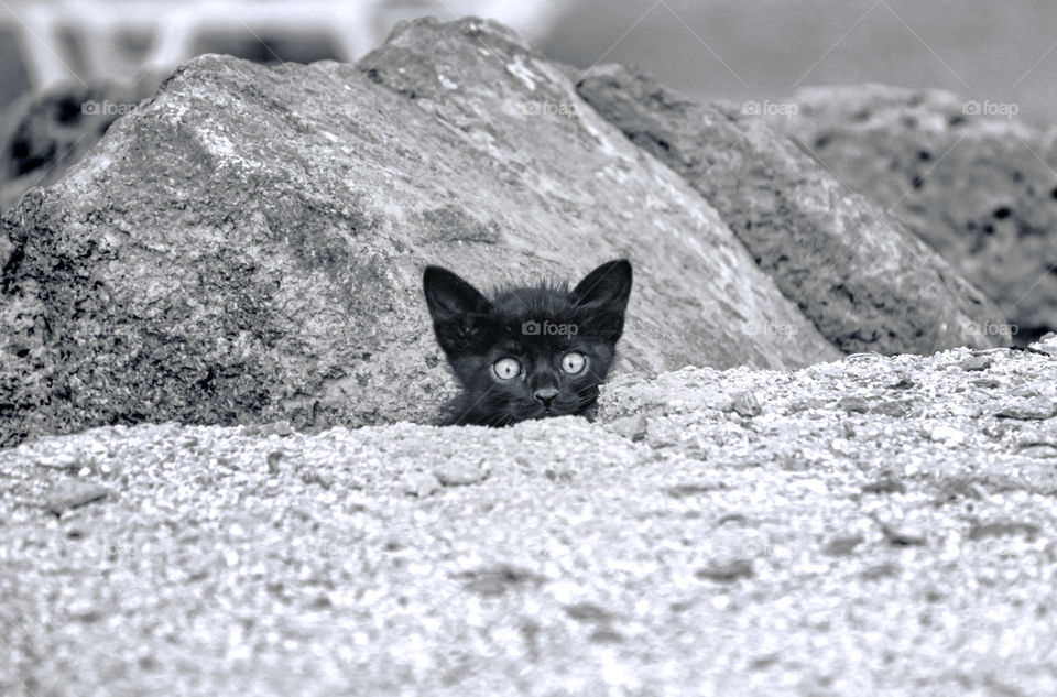 Kitten Hiding Behind Rocks
