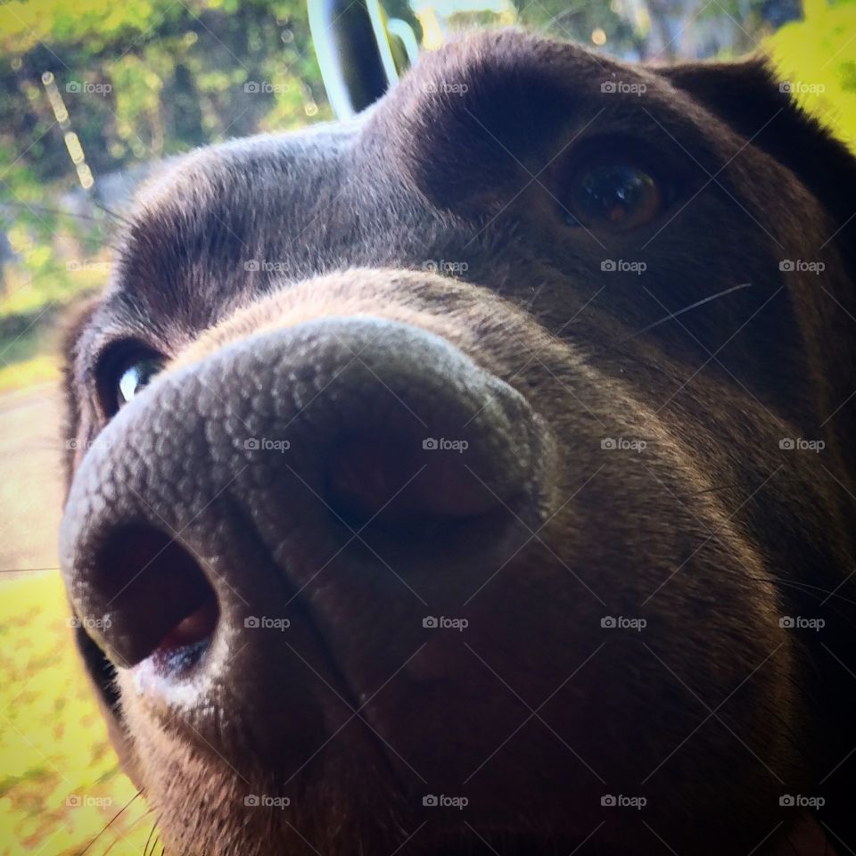 Chocolate lab