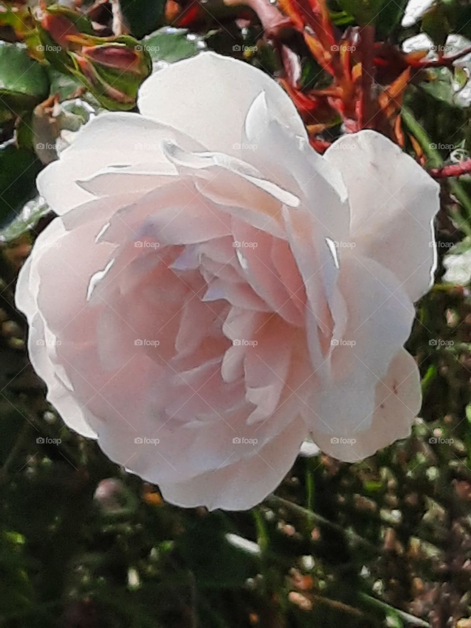 light pink rose in sunshine