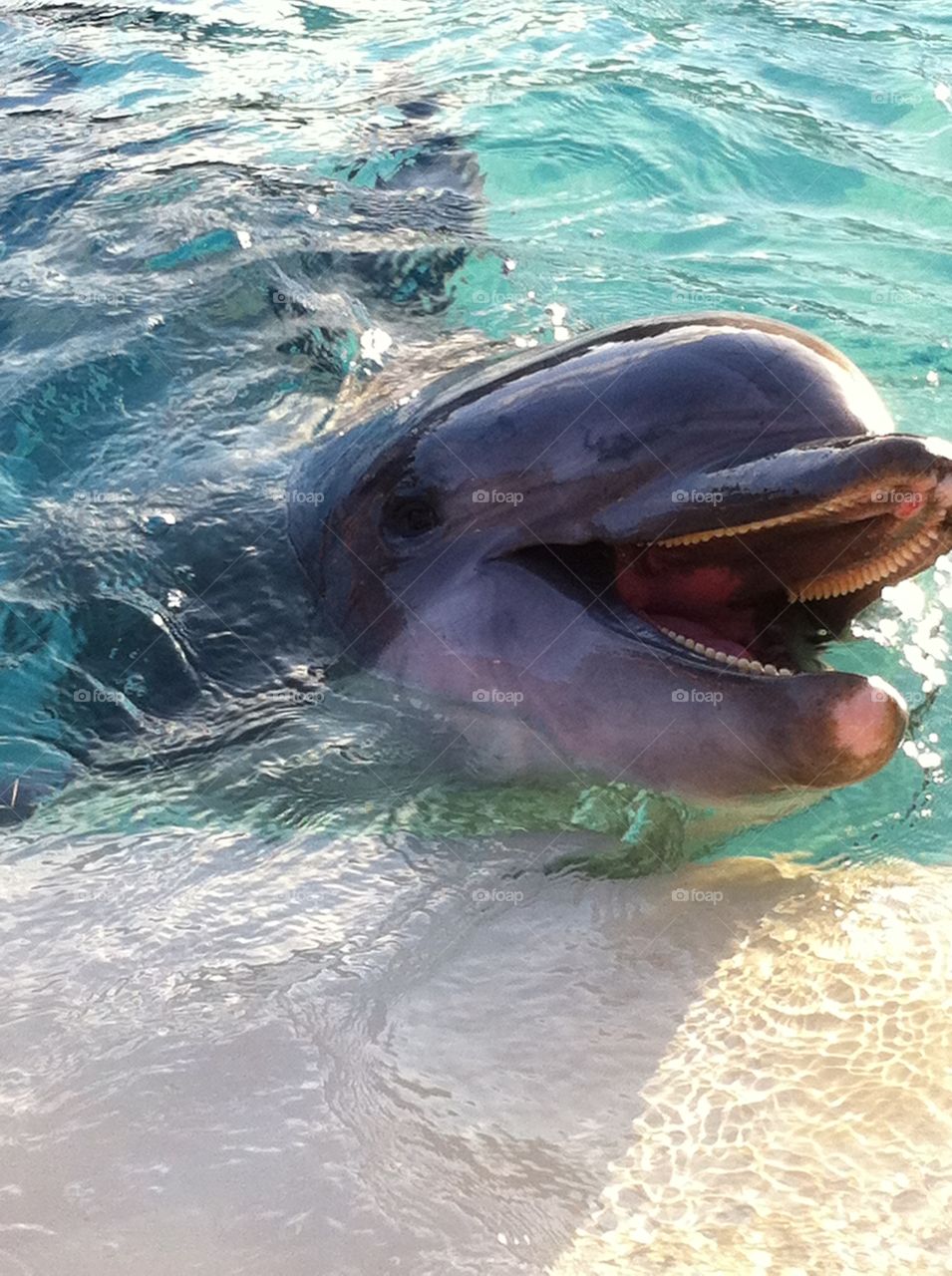 Dolphin Smile. A happy dolphin saying hello.