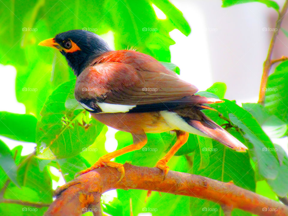 The common myna or Indian myna (Acridotheres tristis), sometimes spelled mynah, is a member of the family Sturnidae (starlings and mynas) native to Asia.