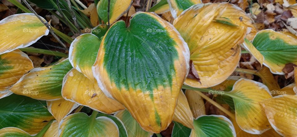 Hosta leaves in autumn
