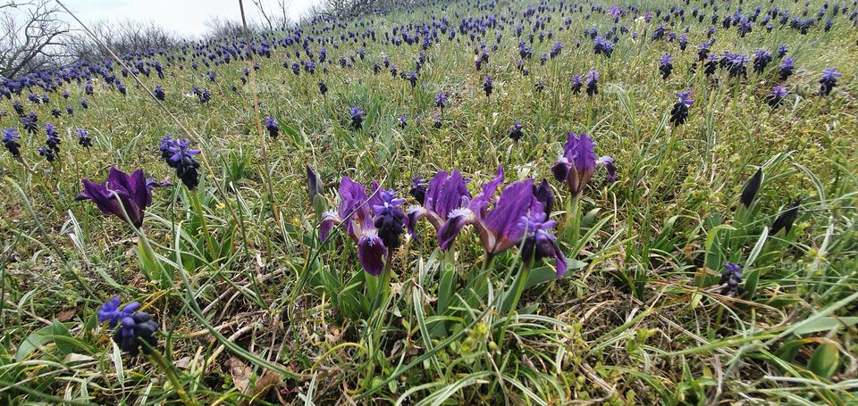 Purple flowers