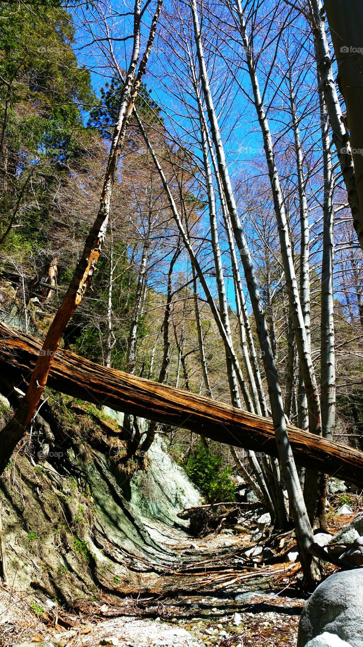 If a Tree Falls in the Woods...