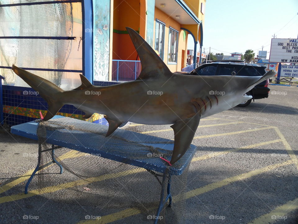 shark tale. This is a picture of a fake shark on display at Port Aransas Texas. 👣 🚶 🏃 🔥 💨