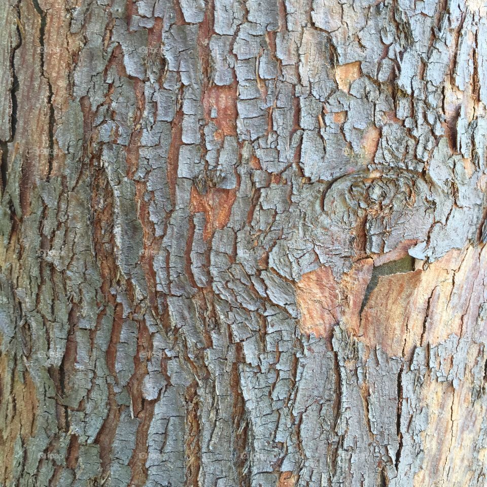 Bark . Tree bark