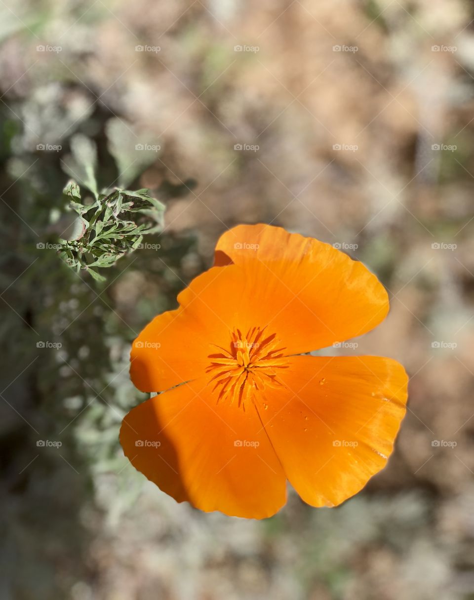 Poppy’s Floating! Beautiful Botanicals! Fine Art Photography 