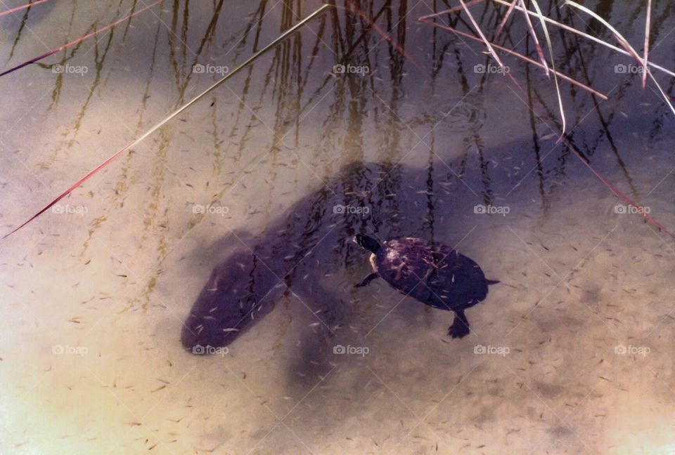 Alligator and turtle. Off the beaten path in The Florida Keys, an alligator and turtle
