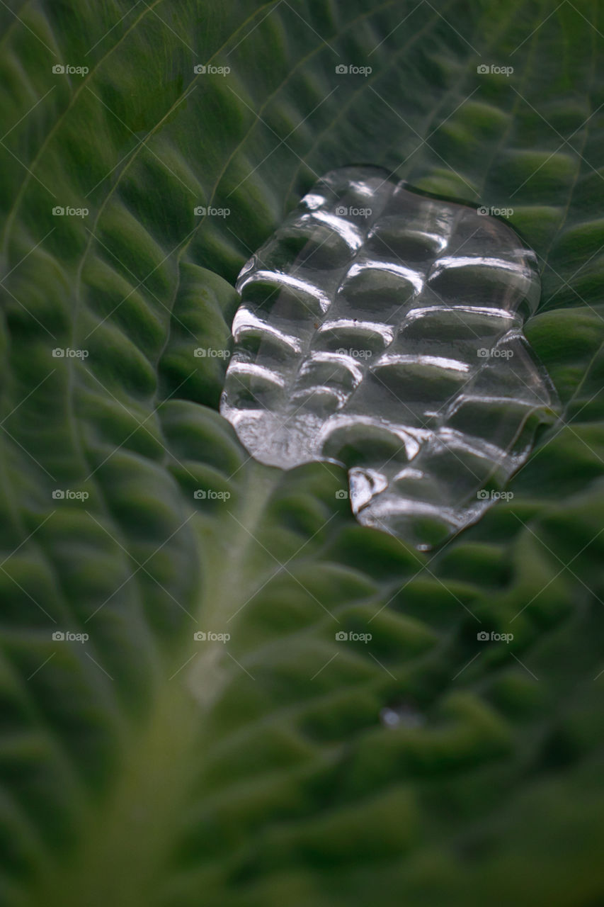 rain water on a leaf