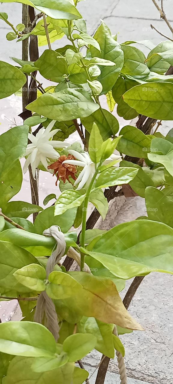 a very beautiful flower in my garden, awesome smells.