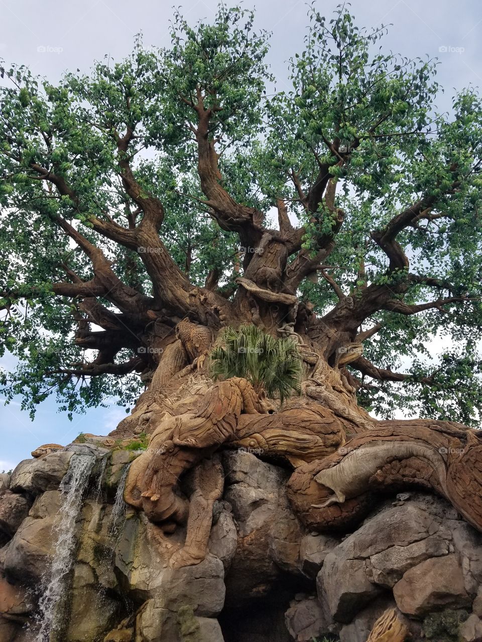 Tree of Life