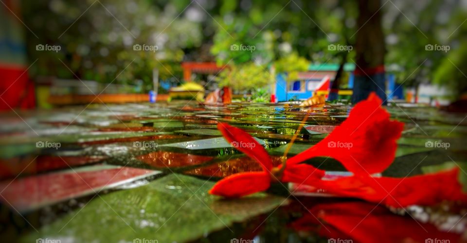 fall in flower with floor