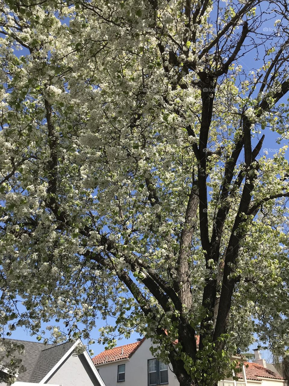 A beautiful tree in the neighborhood.