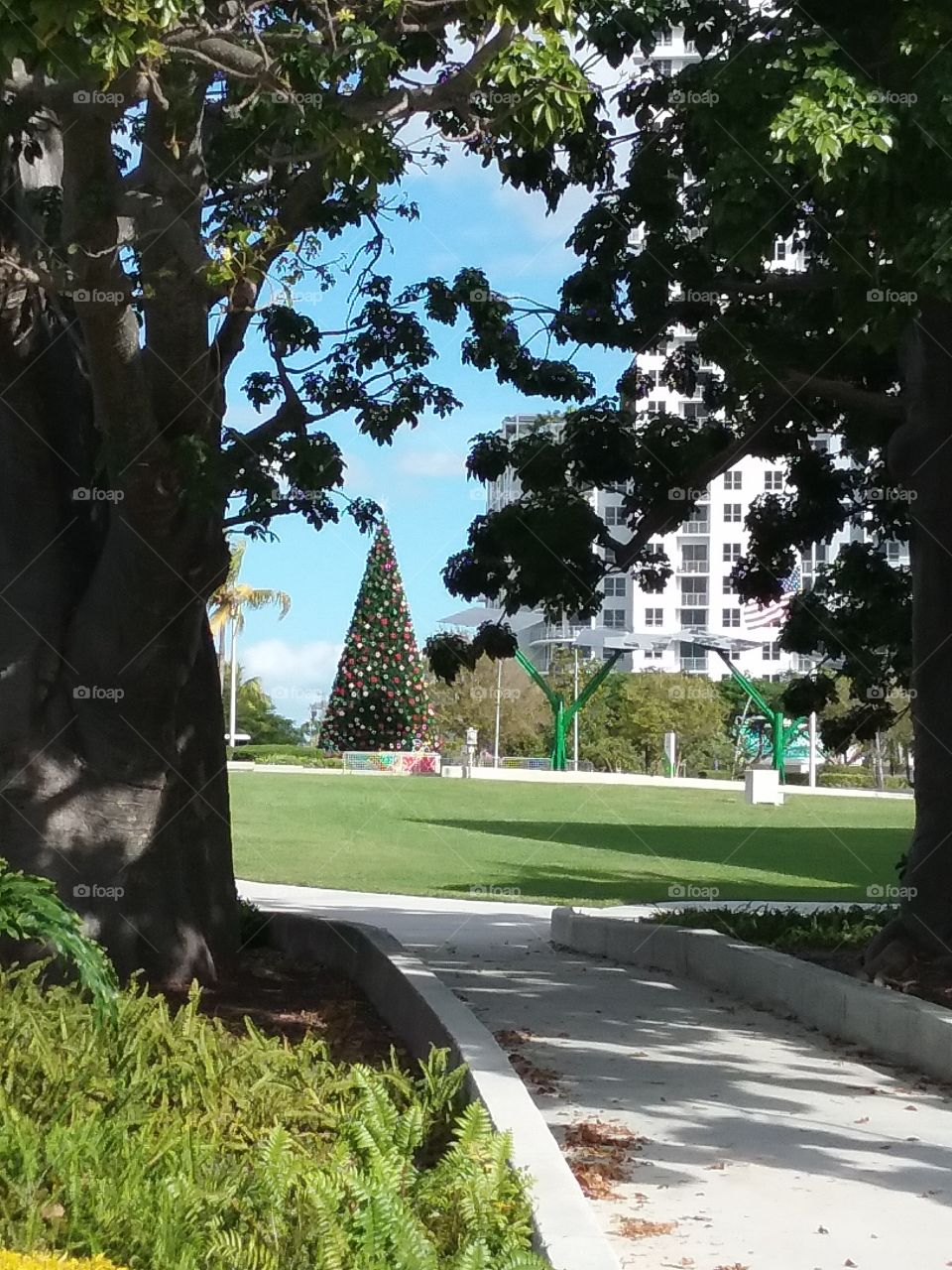 Christmas Tree in the Park