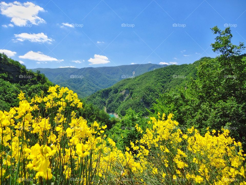 Yellow flowers and green hill in Italy