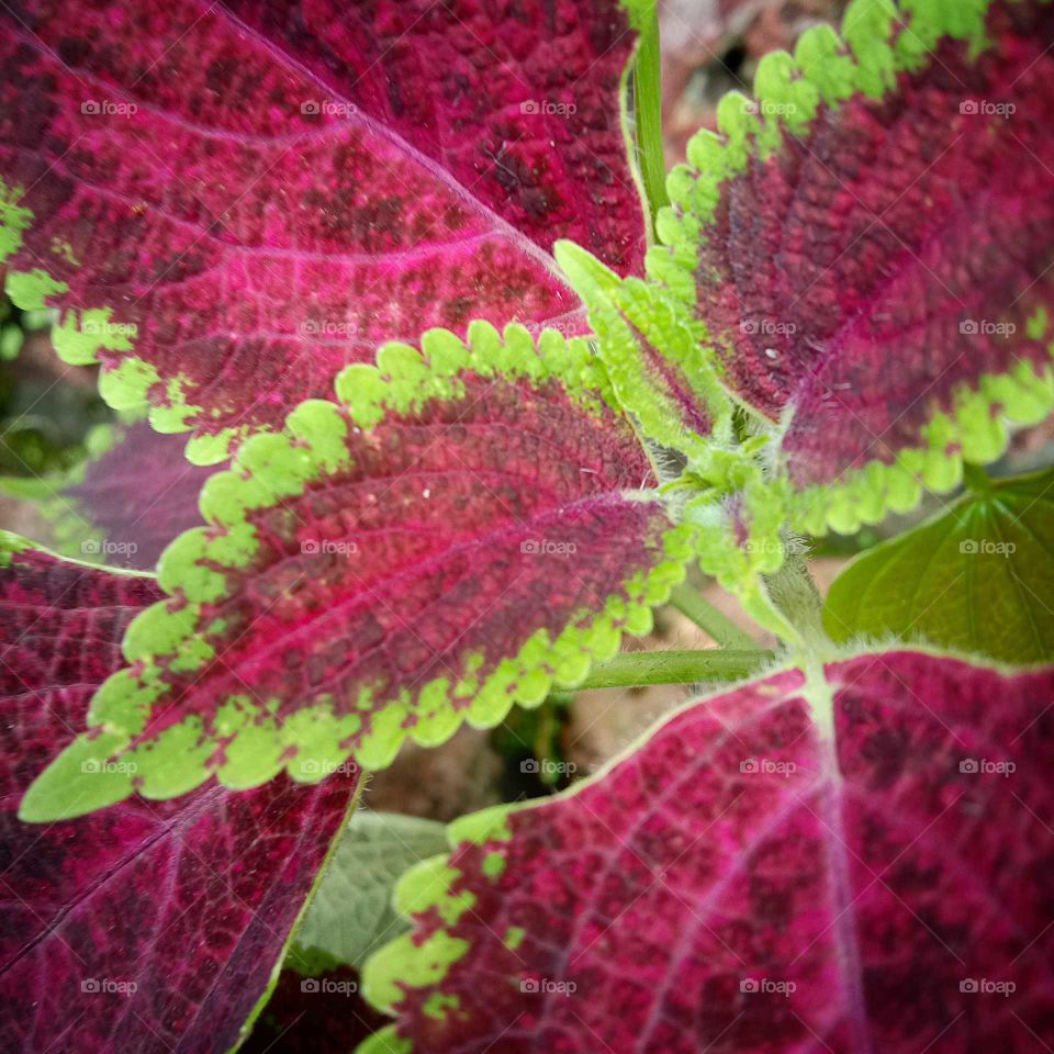 plants and flowers makes mind colorful 🌷😍