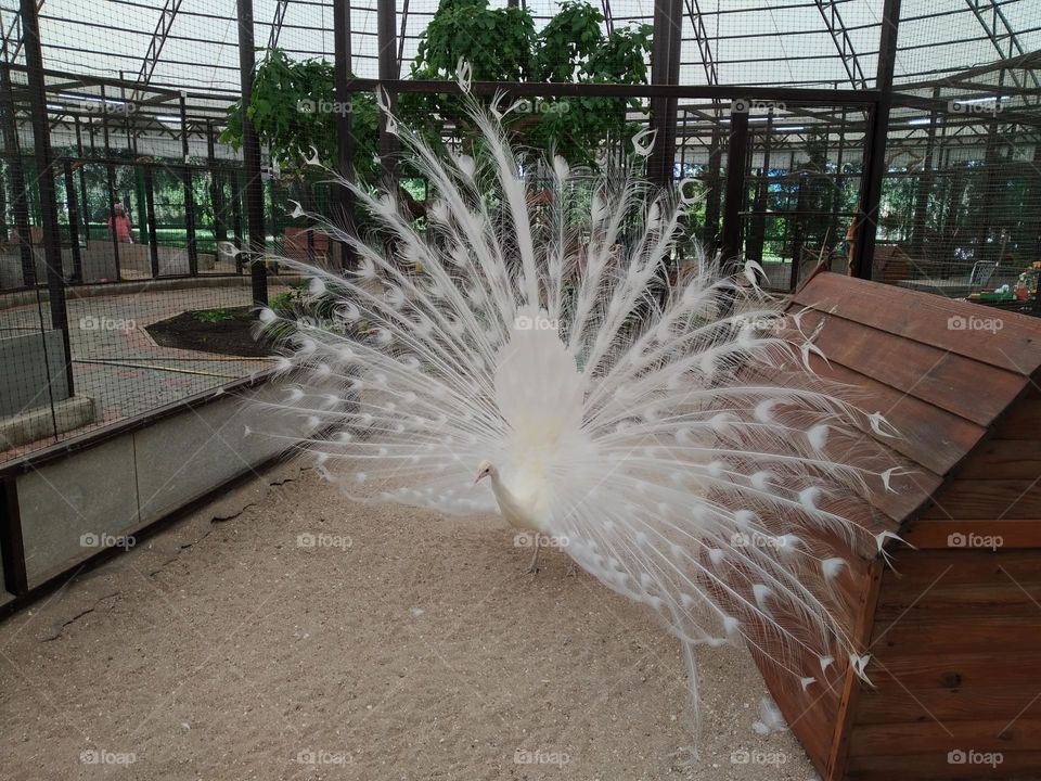 The peacock is colorful and has unfolded a beautiful tail.