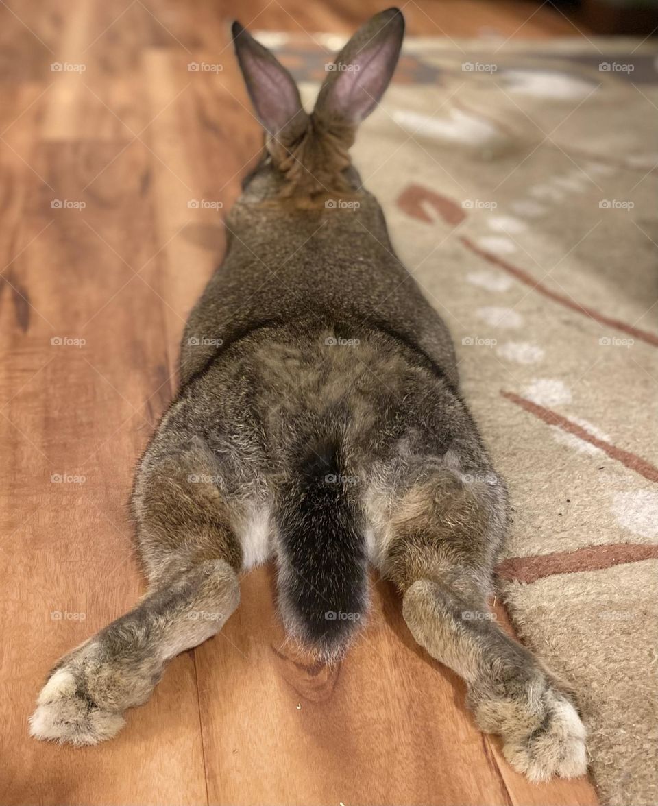 Rabbit booty 
