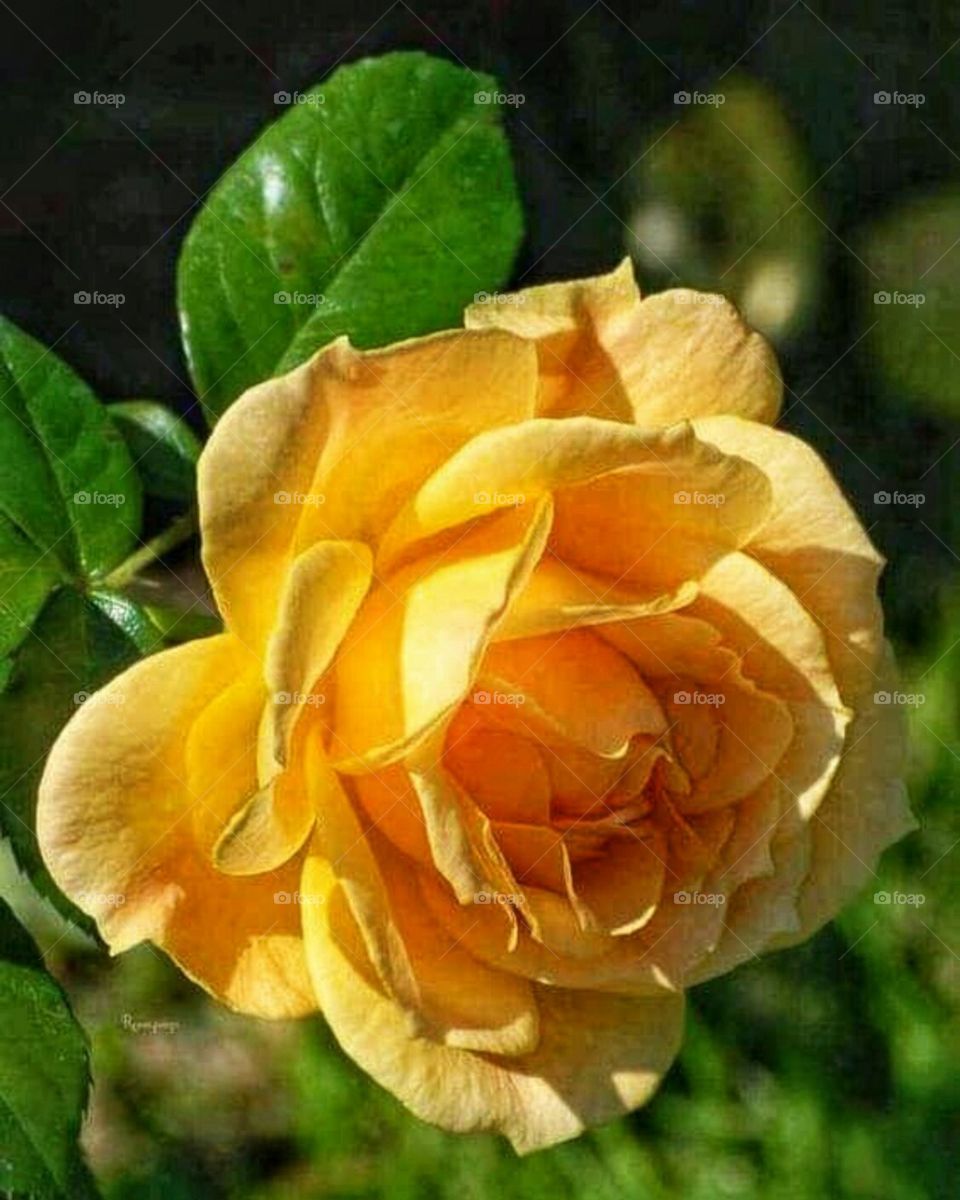 Yellow orange and rose