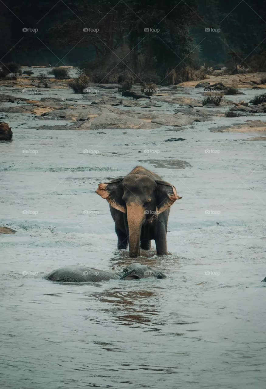 eliphant animal
