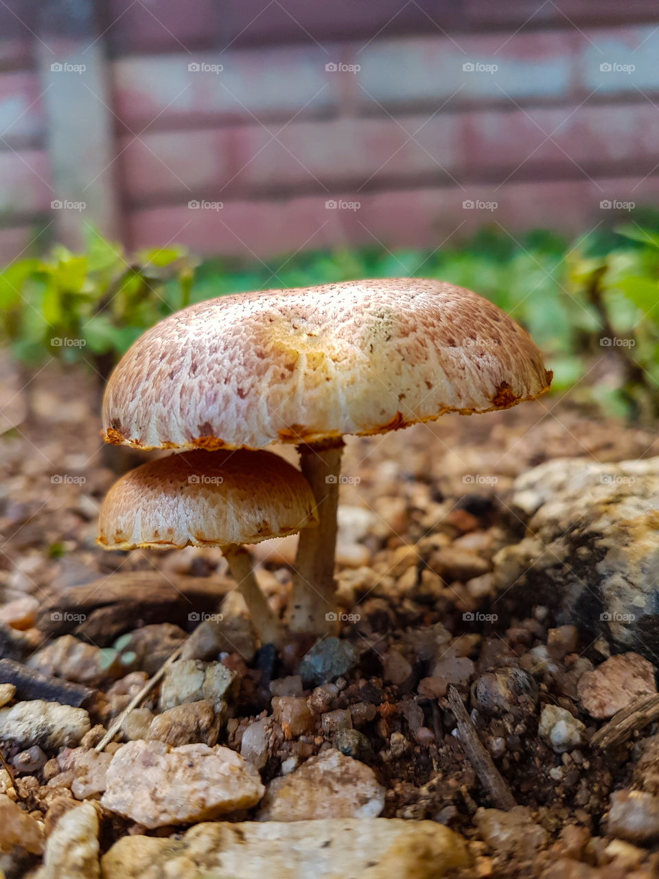 two mushrooms growing from the soil