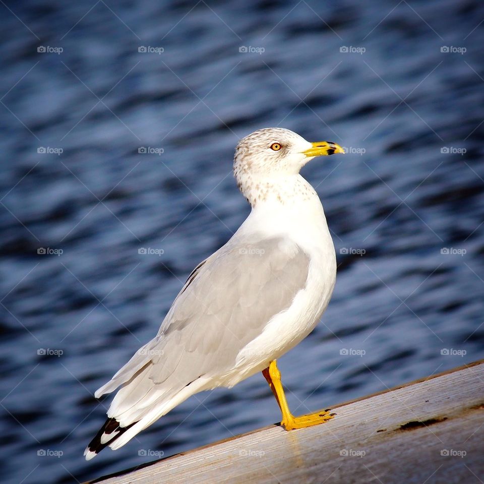 Sea gull 