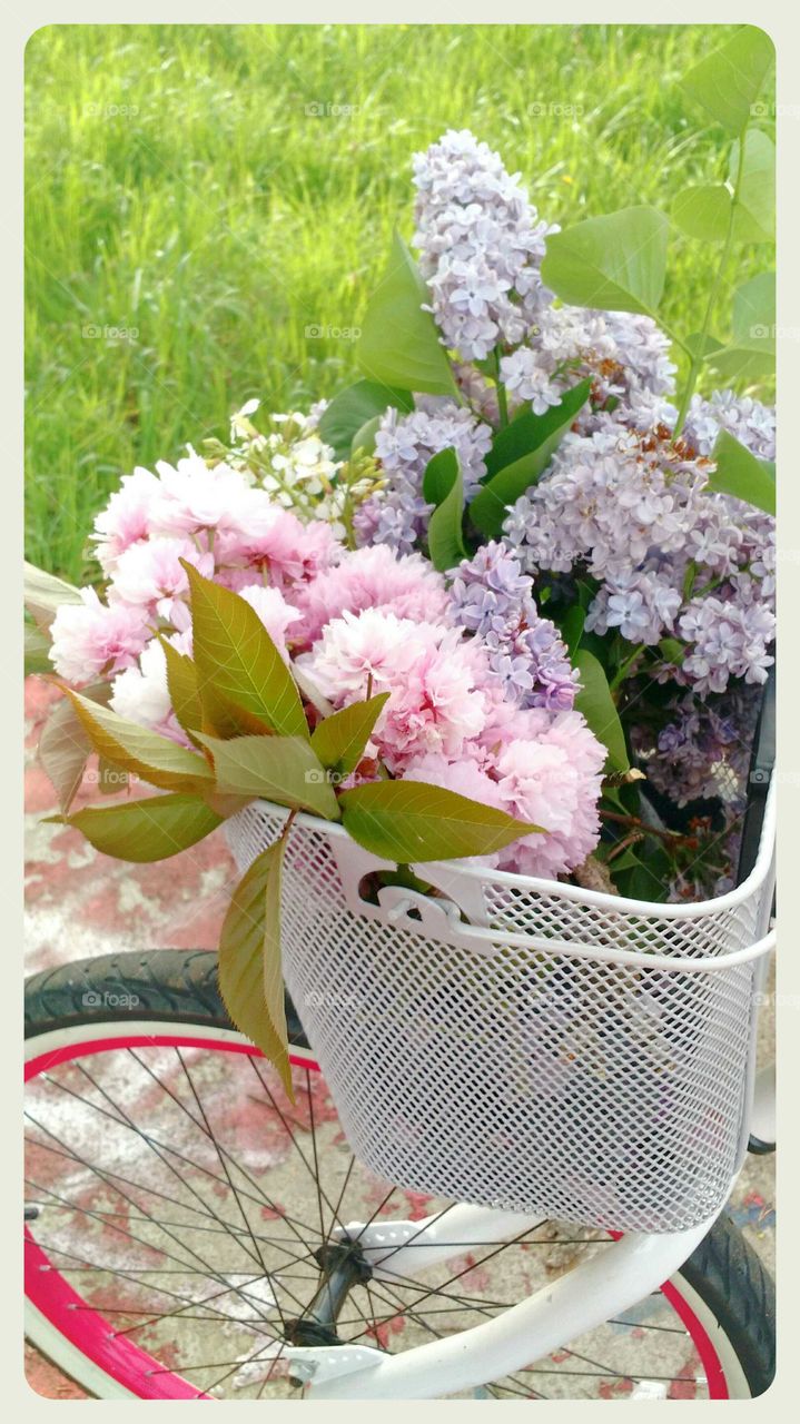 Bicycle basket full of lilacs and cherry blossoms
