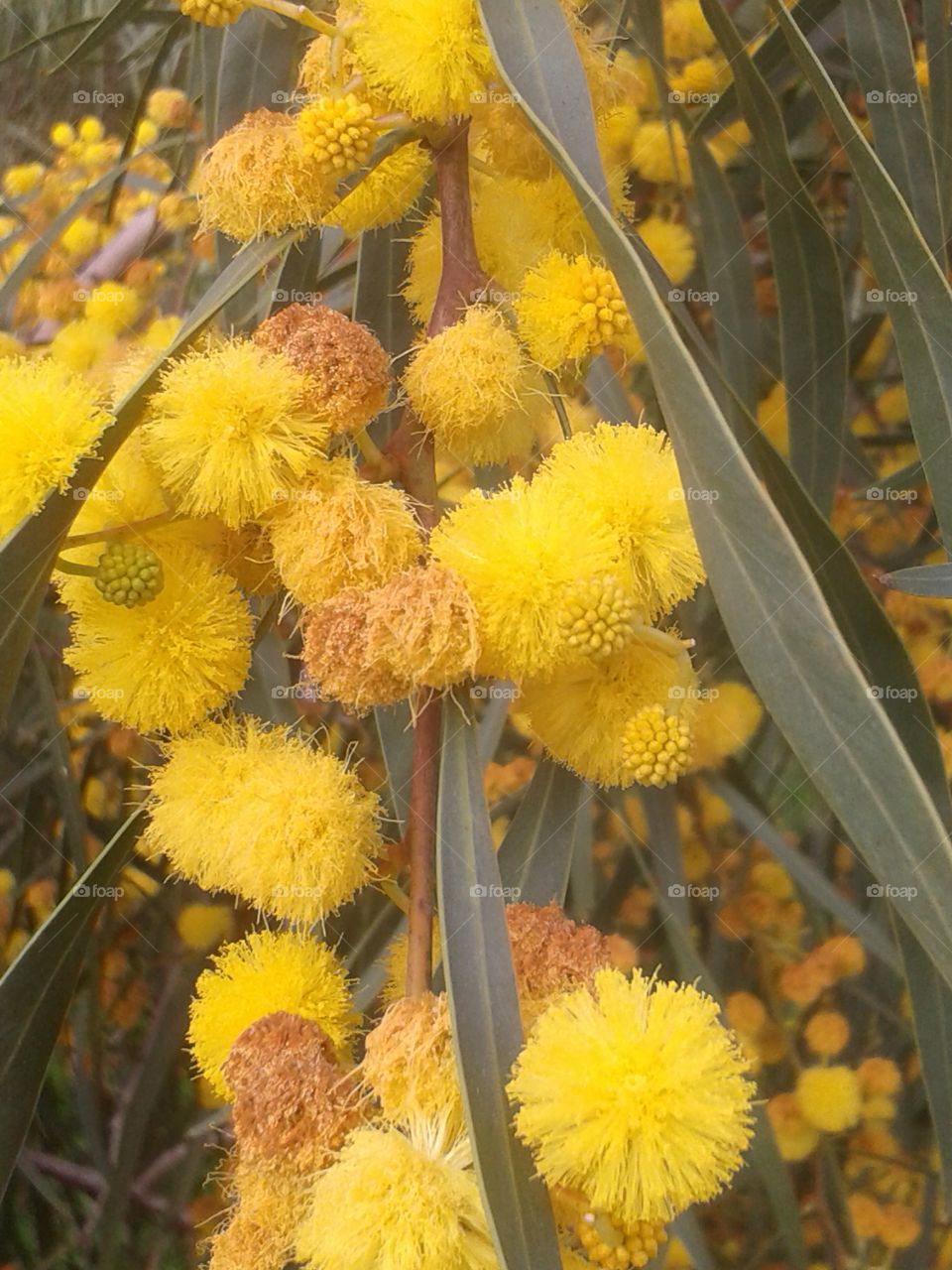 Nature in Yellow