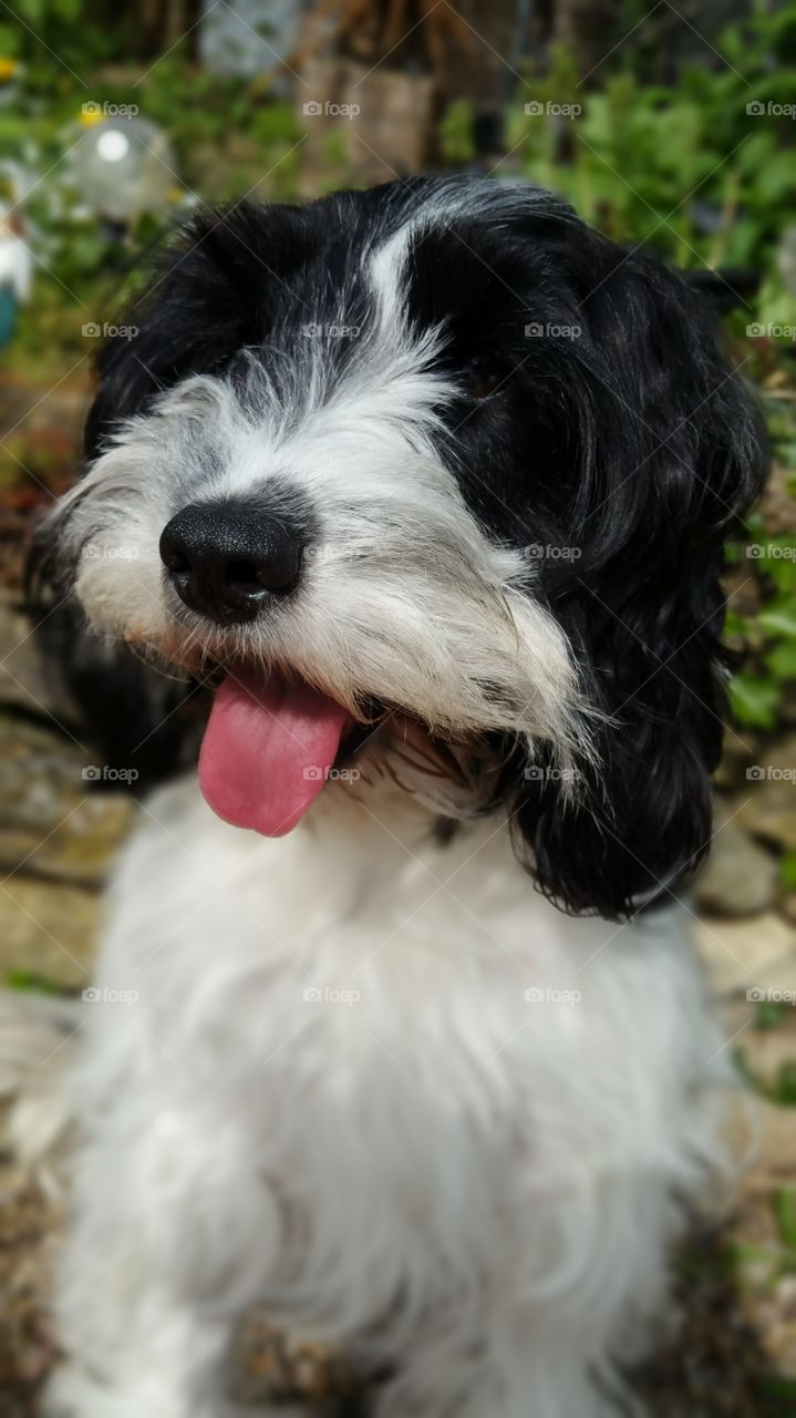 black and white toy cockapoo dog / bitch 18 months old