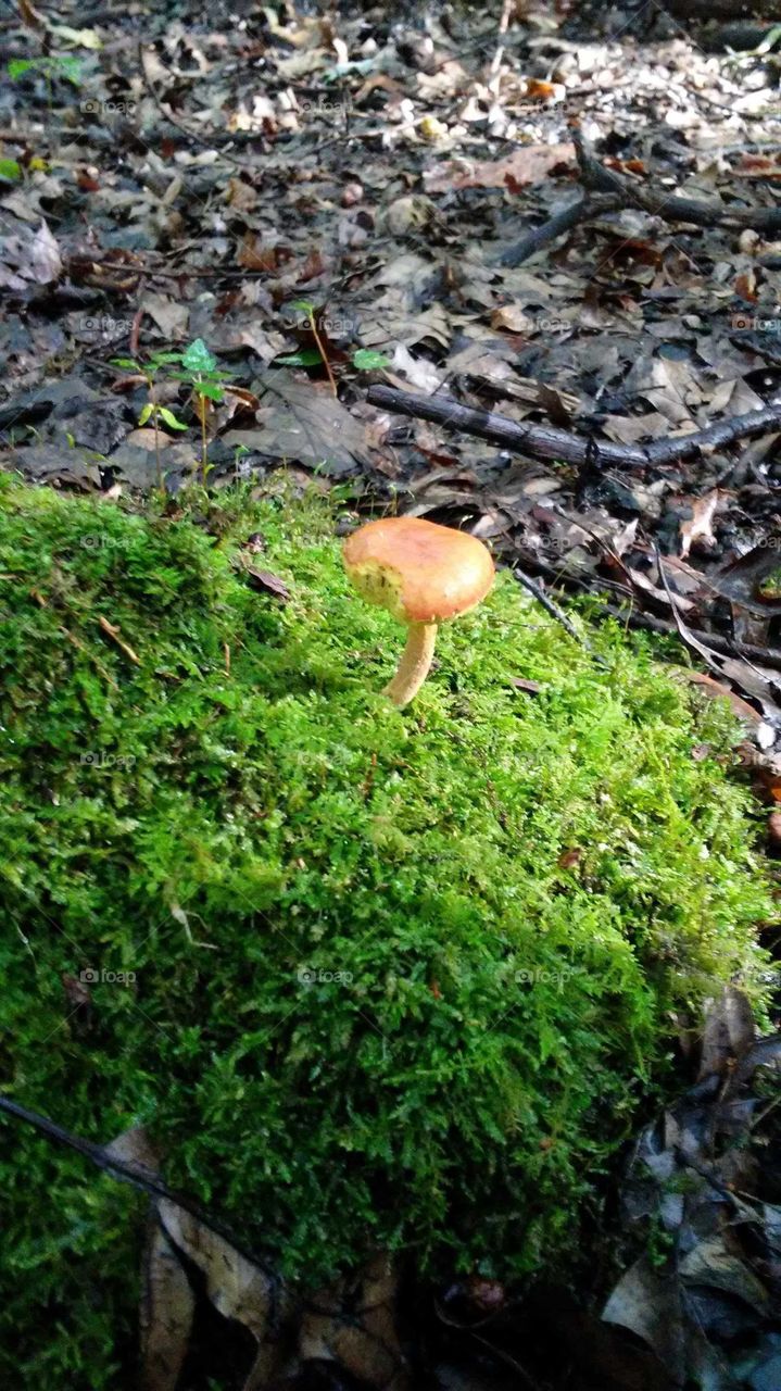 Lone mushroom on Moss mound