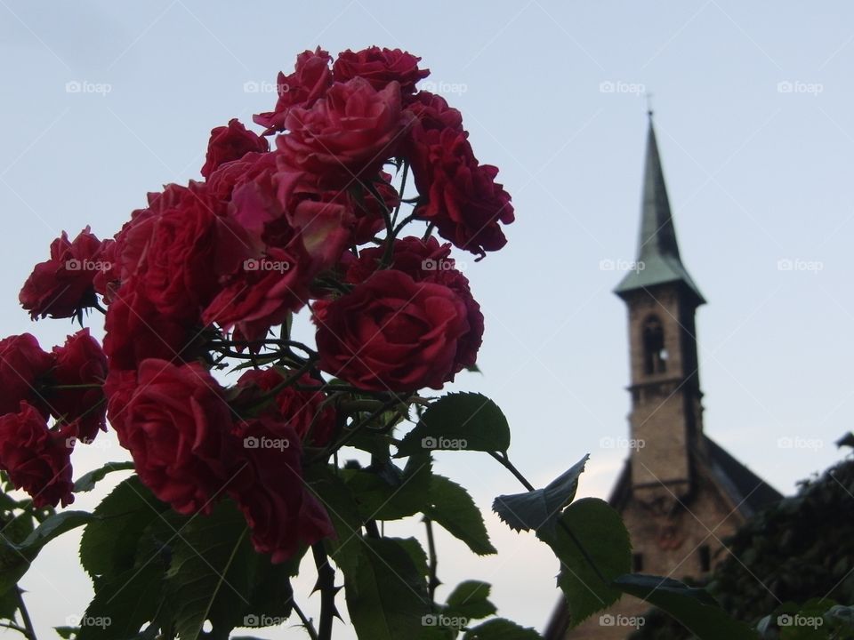 Roses in St. Peter Cemetary