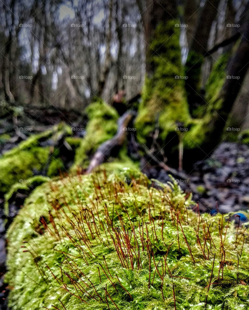 Moss covered tree