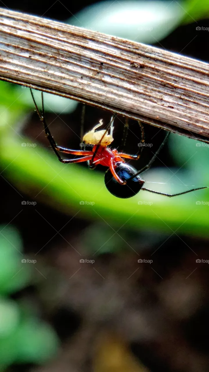 Spider