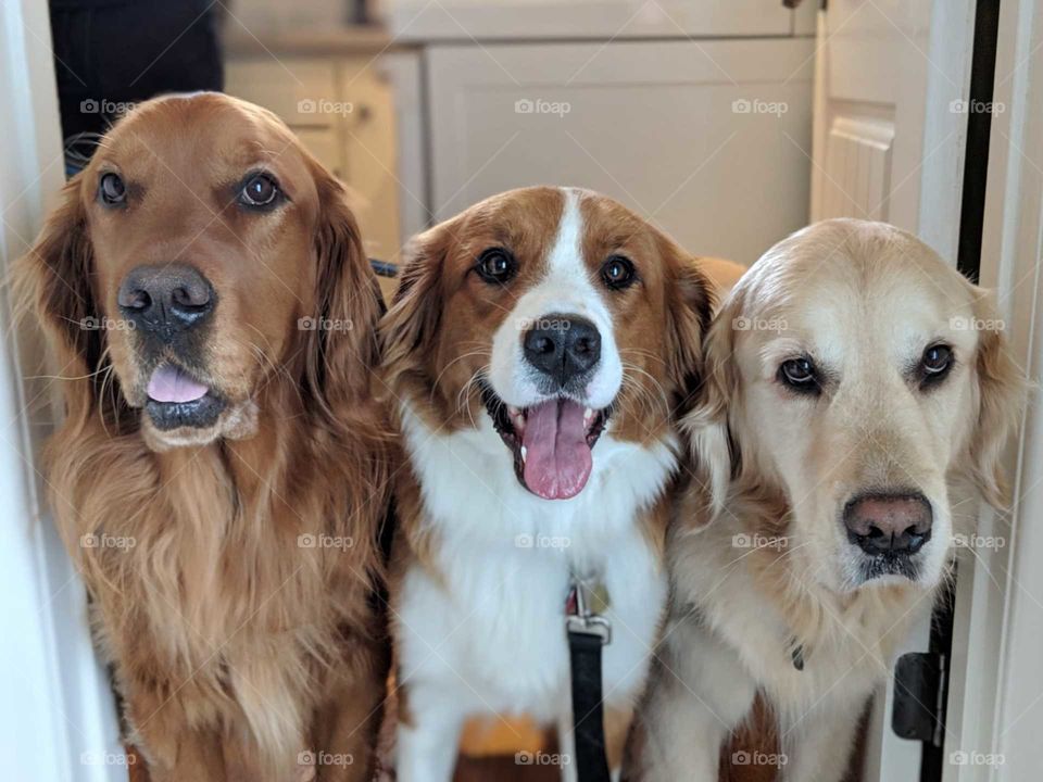 The three Musketeers, 3 beautiful dogs