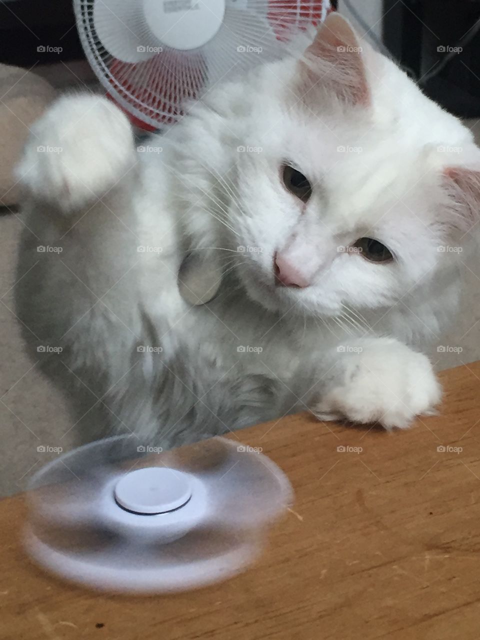 Merlin the fidget spinner 