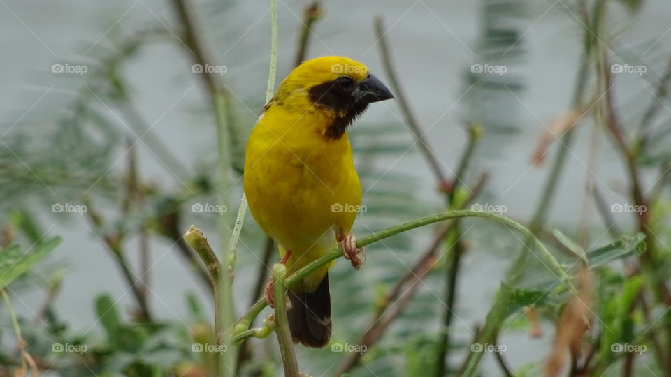 Oriole bird, bird. Oriole bird in the nature and nest