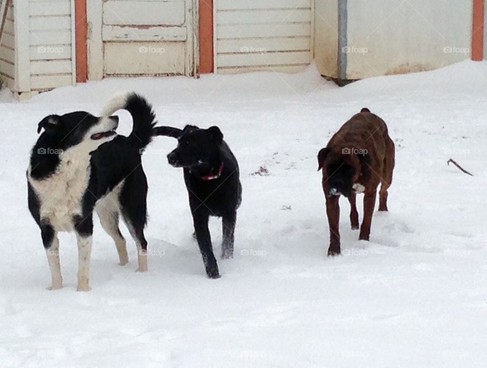 Playing in the snow with my girls