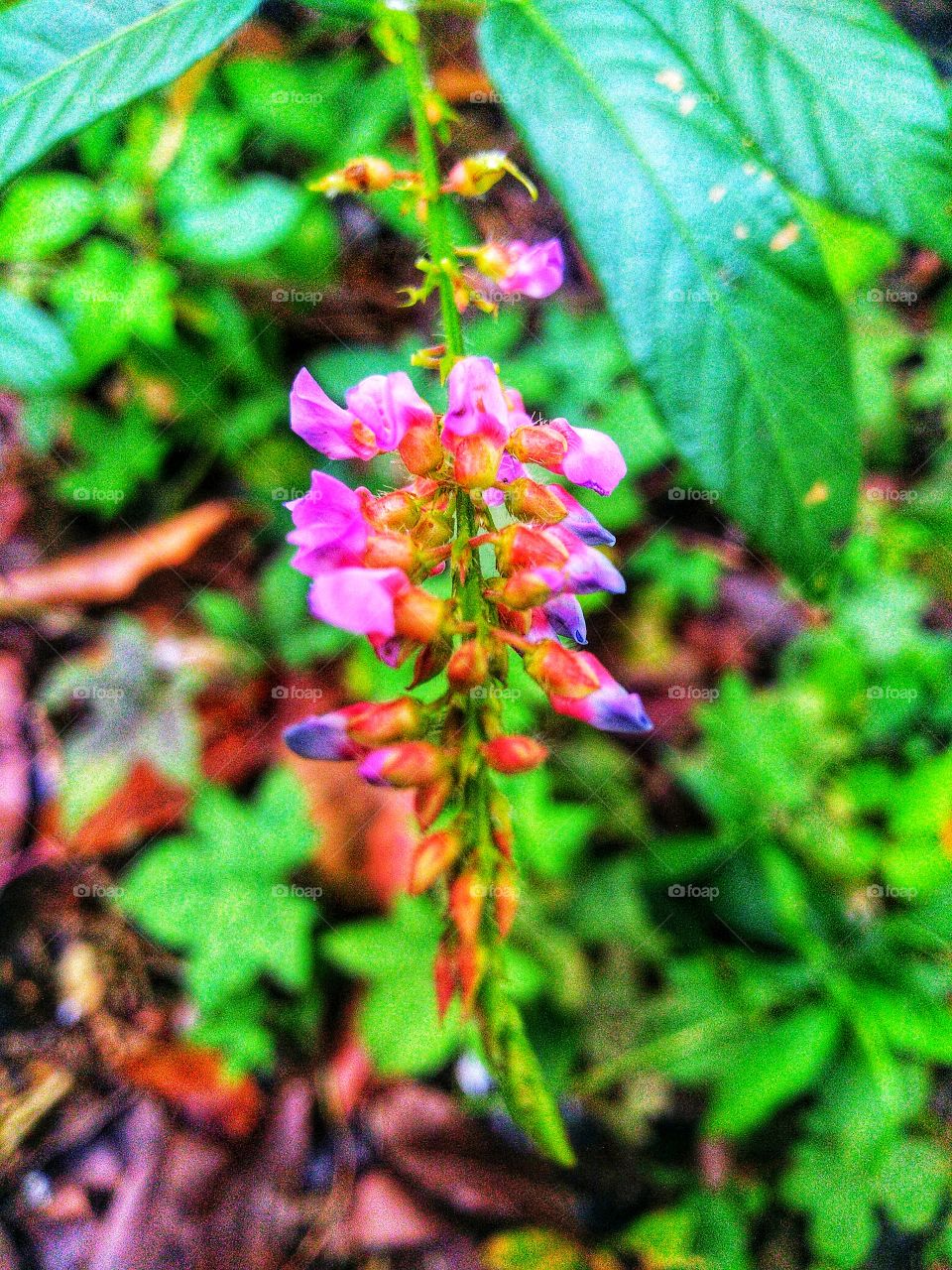 Beautiful flowers with unique colors