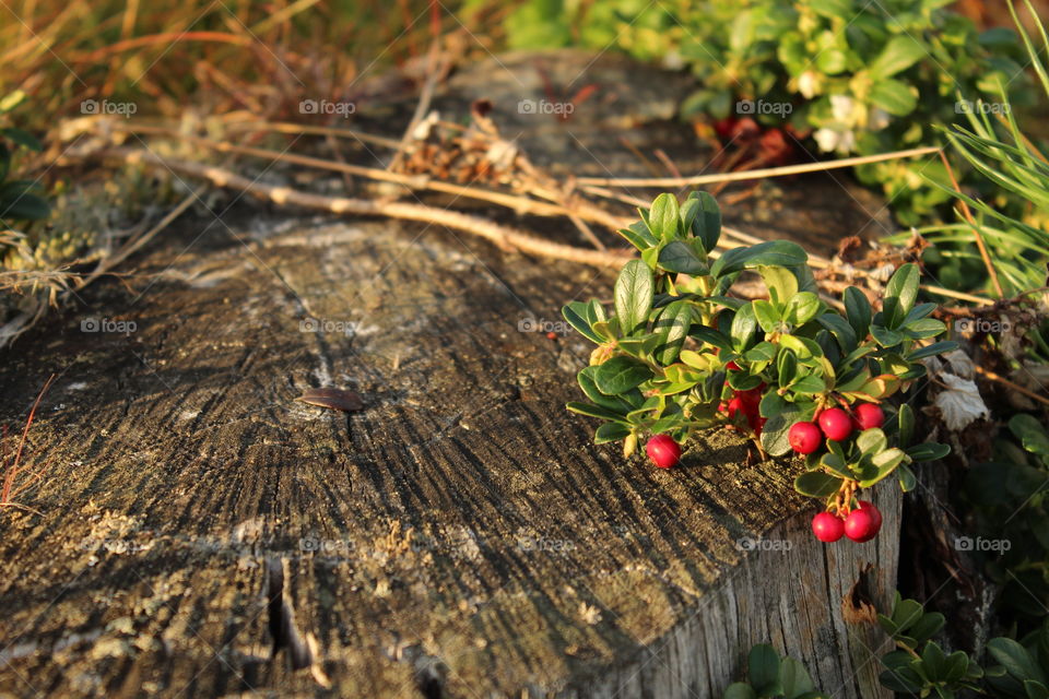 Close-up of lingonberries on tree stump