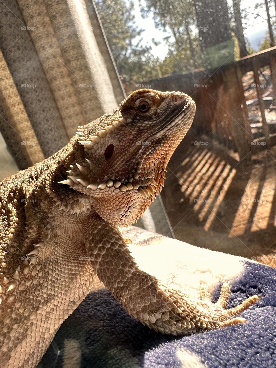 A Beardie basking in the sun 