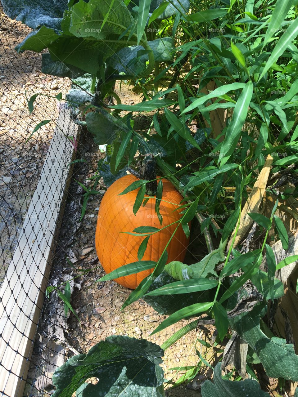 Pumpkin in the garden 