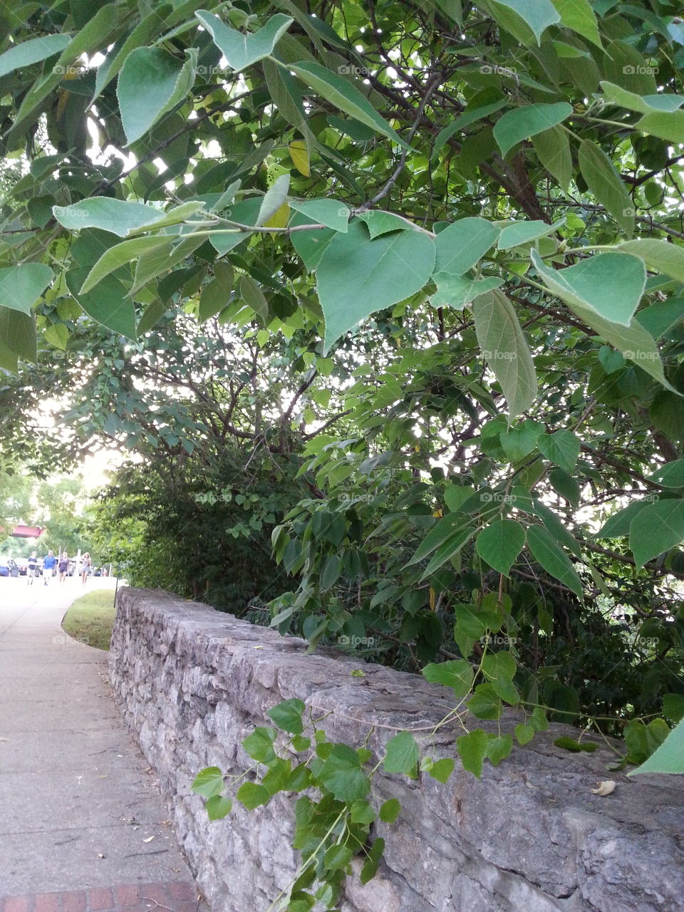 Leaf, Flora, Garden, Nature, Tree