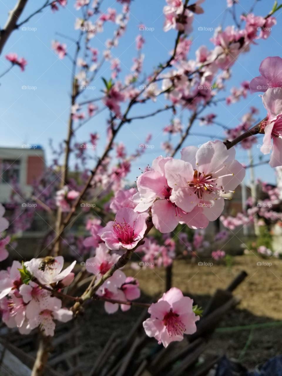 Spring flowers