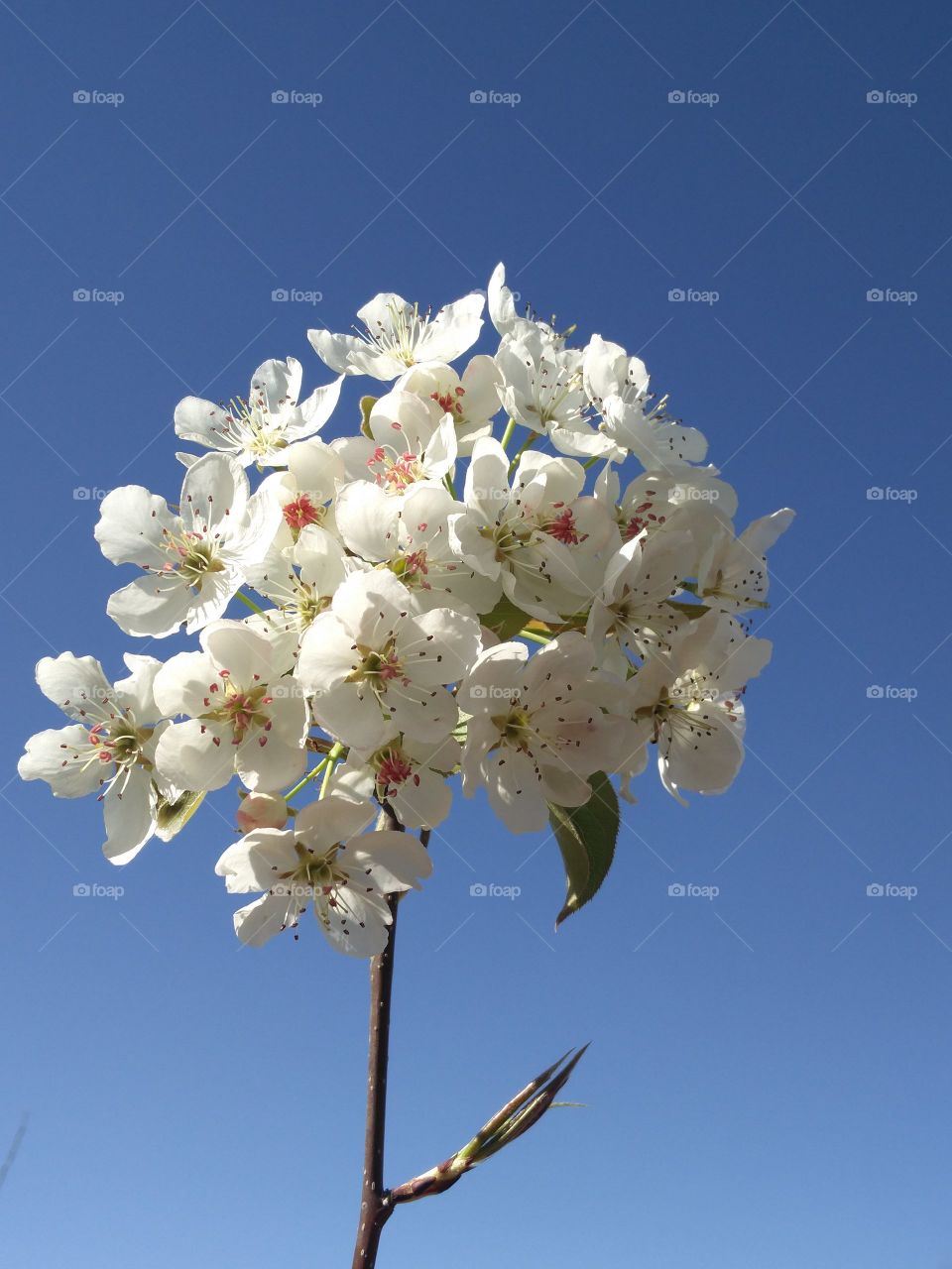 plant potraits flower lover blossoming trees amazing atmosphere environment clean and fresh Air amazing photography 
📸 Muneeb bhat
