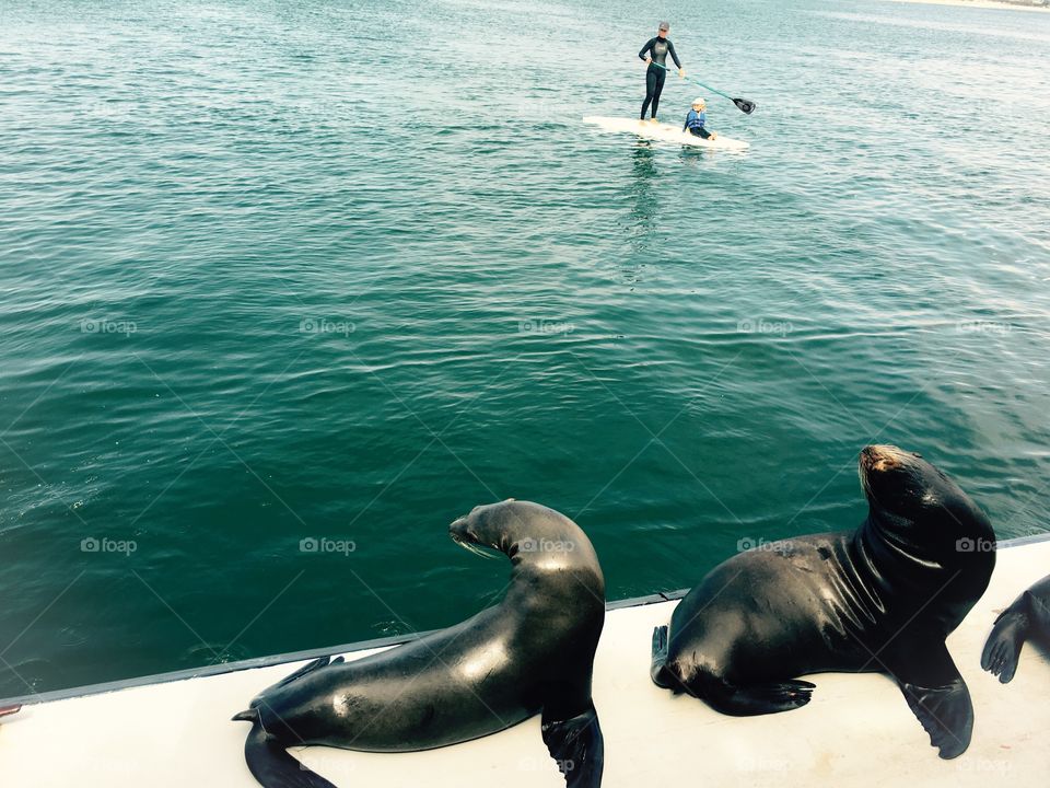 Sea lions