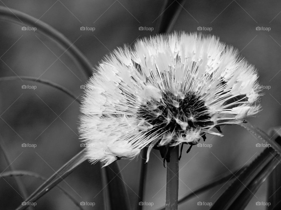 Dandelion - Black and white